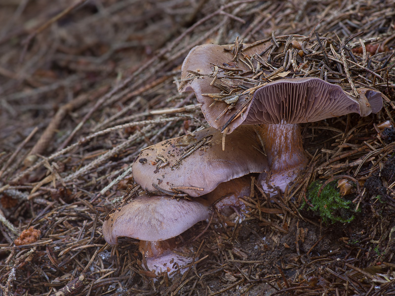 Cortinarius purpurascens